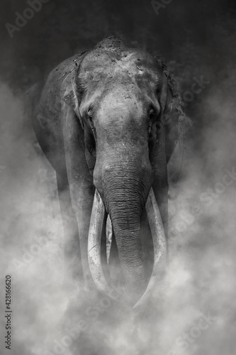 Photography Fine art image of disappearing ivory of elephants