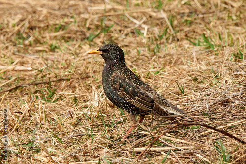 Common Starling or European Starling (Sturnus vulgaris). Bird looks out for prey in dry grass in early spring. Plumage of a bird with a metallic sheen