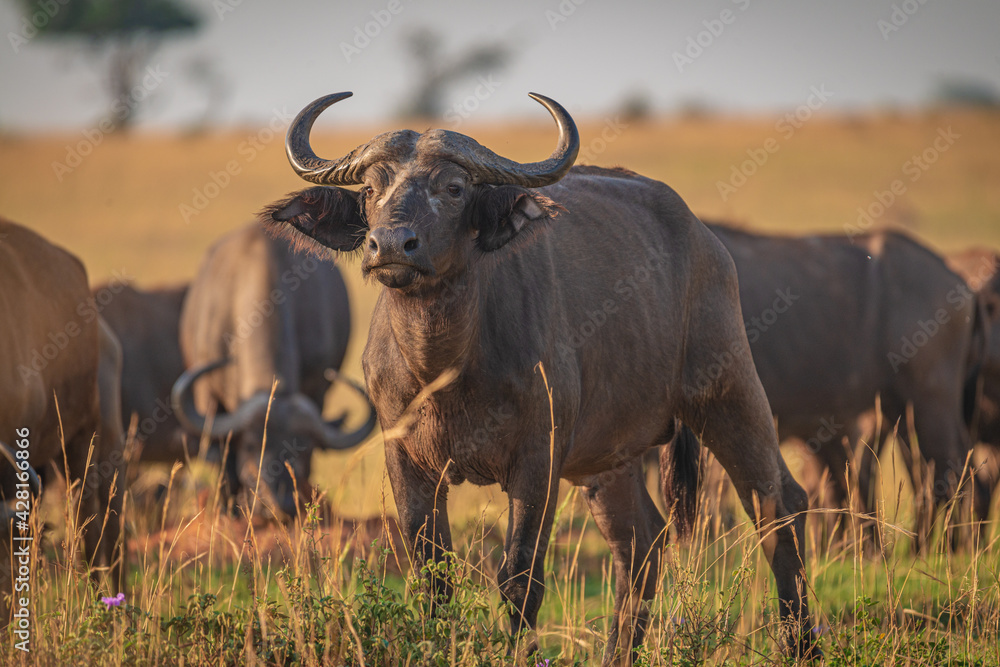 Buffalo in savannah in Murchison National Park, Uganda, Africa Buffalo in savannah in Murchison National Park, Uganda, Africa