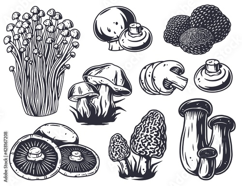 Mushroom picking of morel. Set of mushrooms. Vegetarian fungus boletus or cremini collection for food. Nature fungi porcini for healthy nutrition