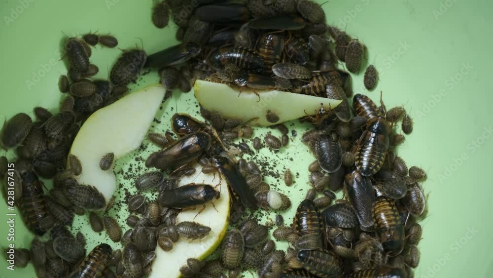 Many argentine cockroaches small and large crawl in the green plastic ...