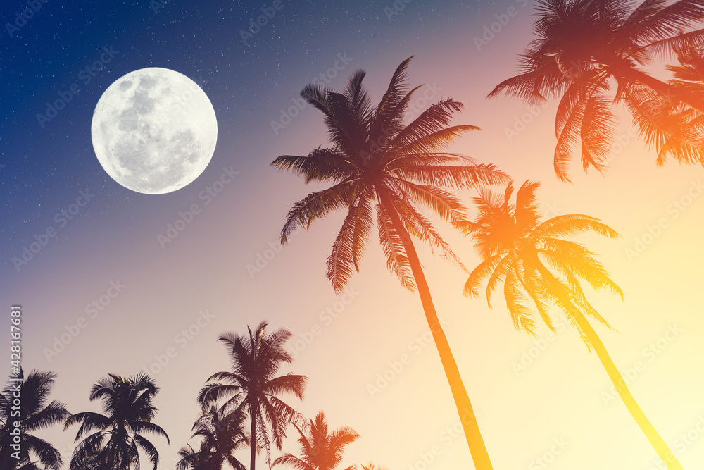 Tropical night. Full moon and palm tree abstract background.