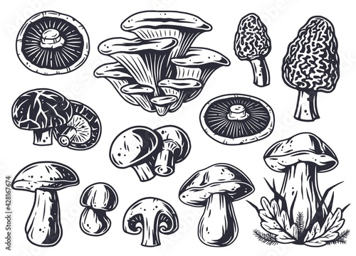 Mushroom picking of morel. Set of mushrooms. Vegetarian fungus boletus or cremini collection for food. Nature fungi porcini for healthy nutrition