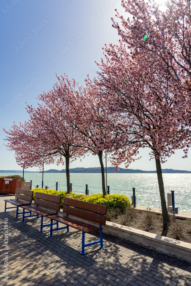beautiful blooming pink trees next to Lake Balaton on Balatonfured pier with benches spring vacation