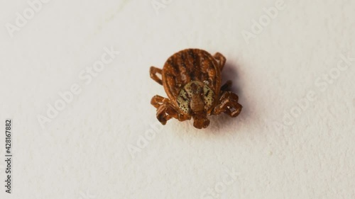 Dorsal view of meadow tick (dermacentor reticulatus) with easily visible parts of idiosoma with scutum. The parasite has front legs injured and is not able to walk. Extreme macro. photo