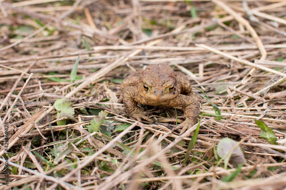 water toad swamp. Frog in the grass water toad swamp. Frog in the grass