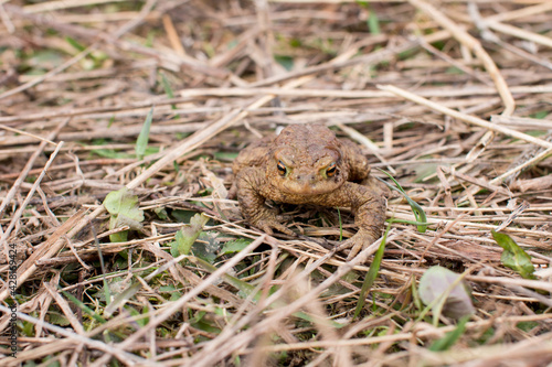 water toad swamp. Frog in the grass