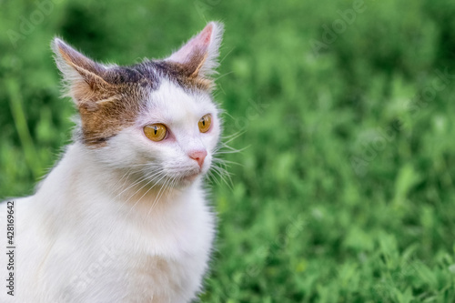 White spotted cat in the garden close up. Portrait of a young cat on a background of grass