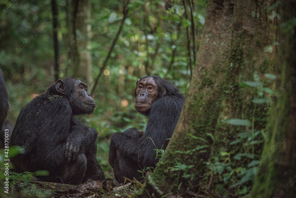 Obraz premium Chimpanzee in Kibale National Park in Uganda, Africa