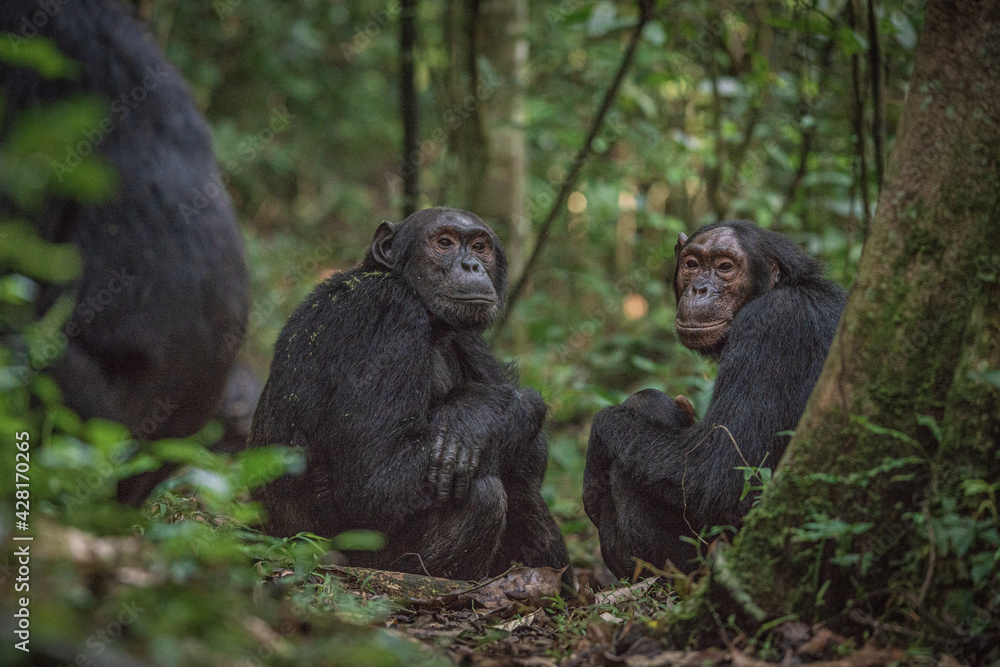 Obraz premium Chimpanzee in Kibale National Park in Uganda, Africa