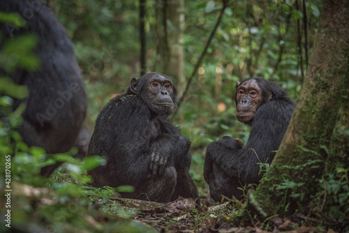 Chimpanzee in Kibale National Park in Uganda, Africa © Pawel