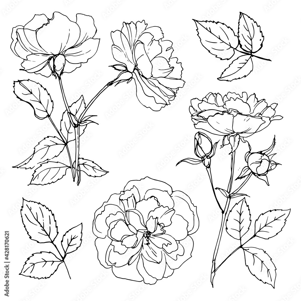 Roses line drawn on a white background. A set of garden flowers. Shrub roses in bud