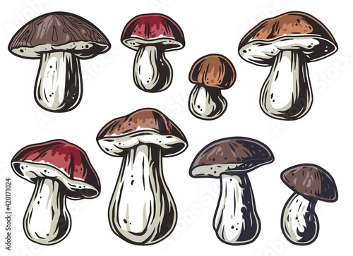 Mushroom picking of porcini, king bolete. Cep mushrooms. Vegetarian fungus boletus for food. Nature fungi for healthy nutrition