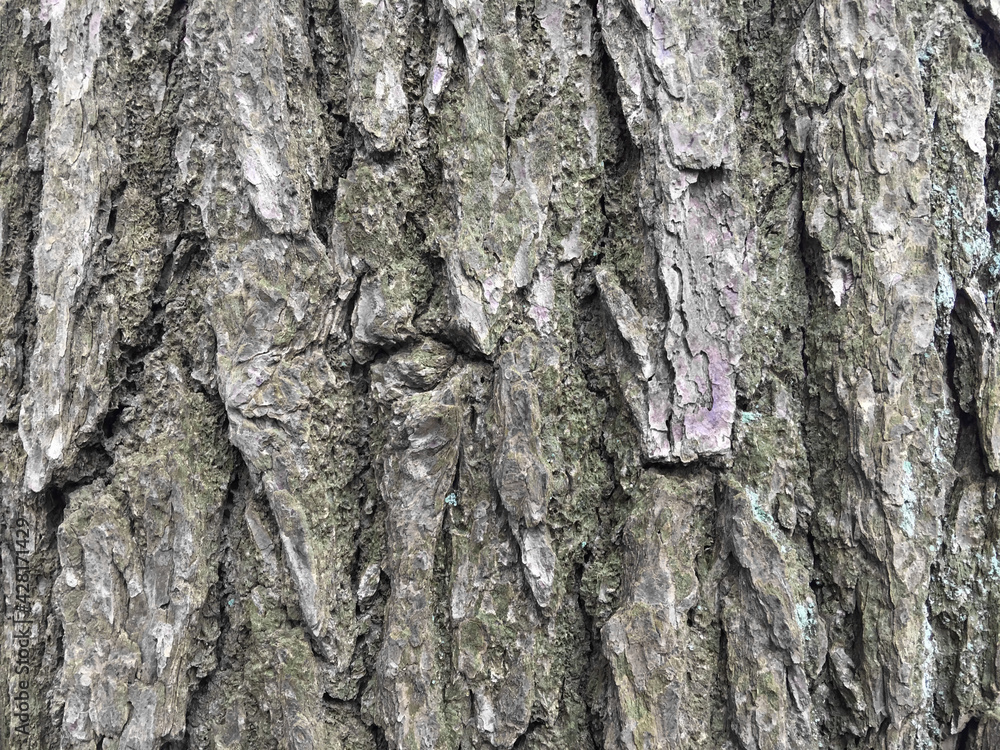 Pine Bark Pine Bark