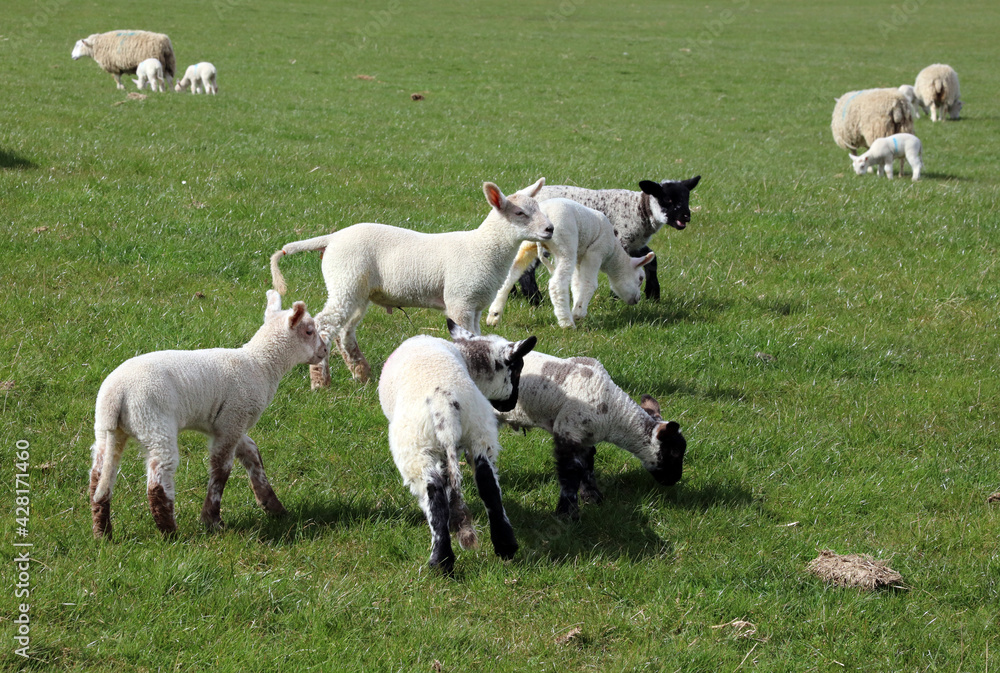 Group of Spring lambs, South Yorkshire
Group of Spring lambs, South Yorkshire