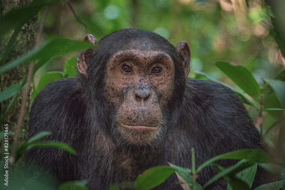 Chimpanzee in Kibale National Park in Uganda, Africa Chimpanzee in Kibale National Park in Uganda, Africa