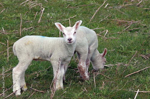 Two Spring lambs, South Yorkshire  © Judith