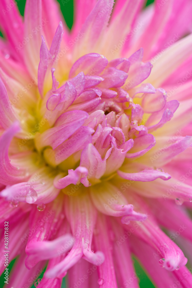 Macro photo of a pink dahlia. Flowers background Macro photo of a pink dahlia. Flowers background