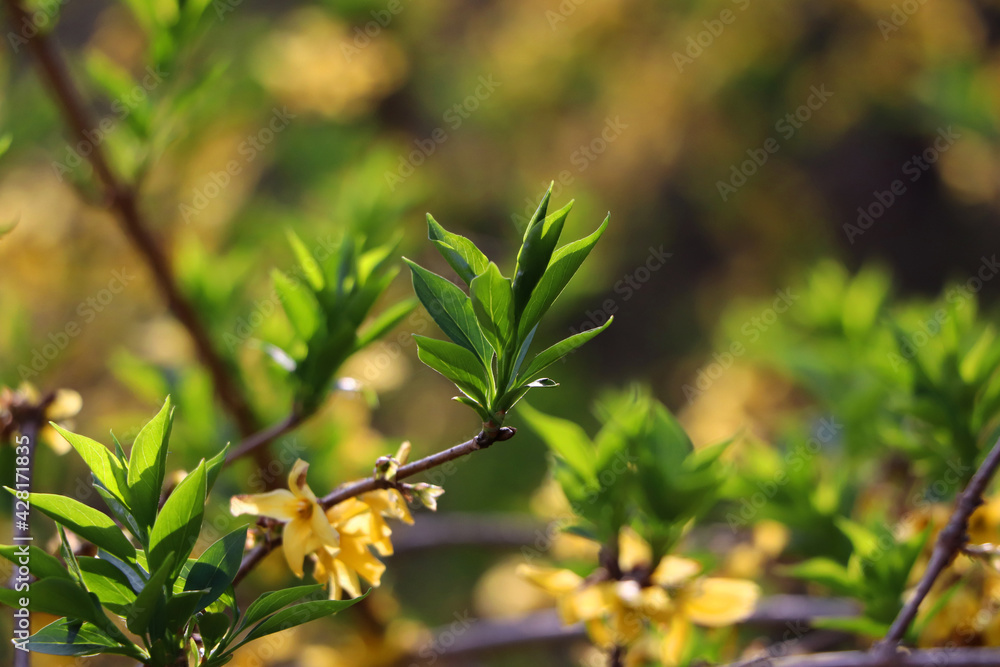 Obraz premium Young Forsythia leaves
