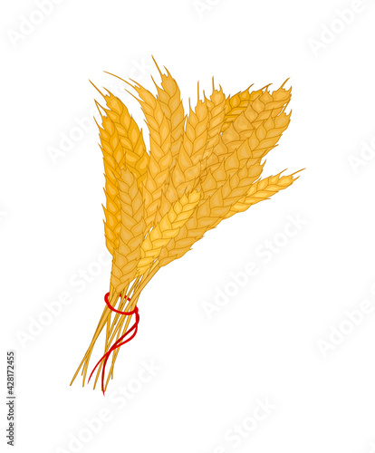 Bunch of wheat. Reap of spiked grain heads. Sheaf of crop ears. vector