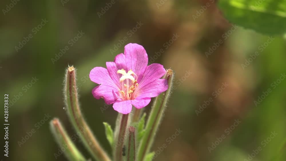 Pink bright spring flower grows on green meadow, Light wind shakes bud Pink bright spring flower grows on green meadow, Light wind shakes bud