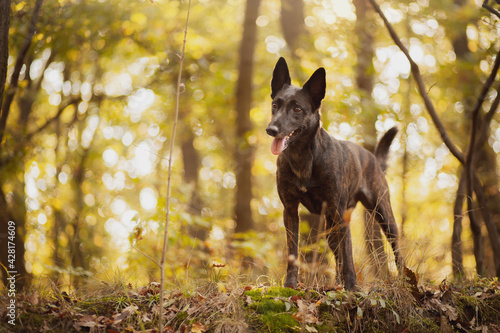adorable dutch and belgian shepherd malinois mixed breed dog standing in a forest in autumn