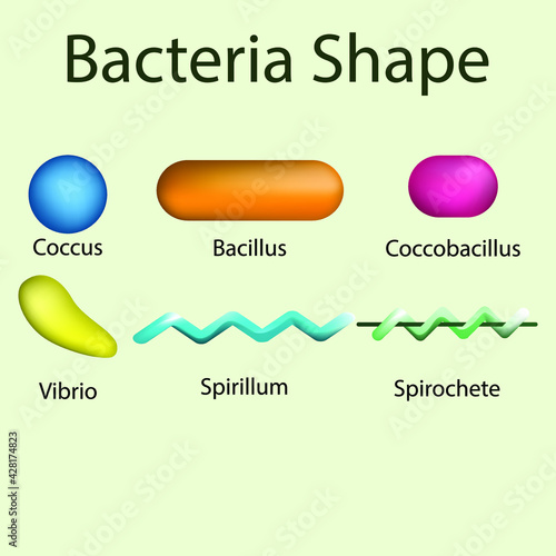 Diagram of bacteria shapes. Educational poster of prokaryotic microorganisms, can be used for biology, microbiology and medicine lectures.