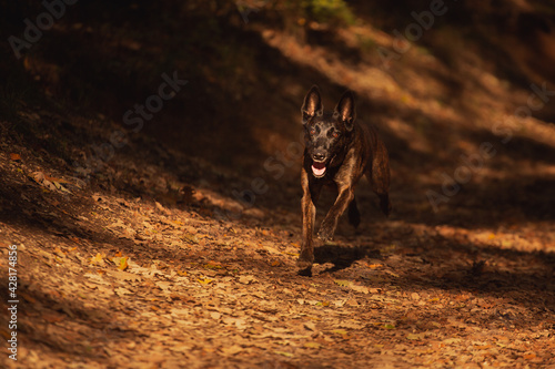 adorable dutch and belgian shepherd malinois mixed breed dog running on a path covered in fallen leaves in a forest in autumn photo