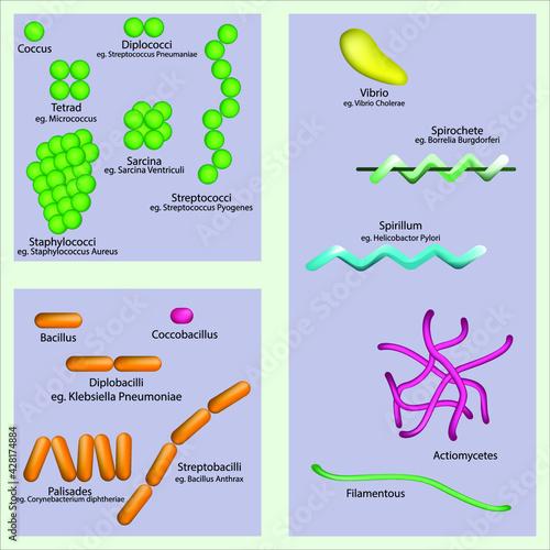 Diagram of bacteria shapes and arrangement. Educational poster of prokaryotic microorganisms, can be used for biology, microbiology and medicine lectures.