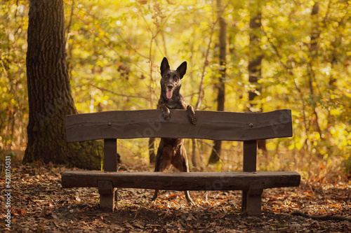 Canvas Print adorable dutch and belgian shepherd malinois mixed breed dog standing on a woode