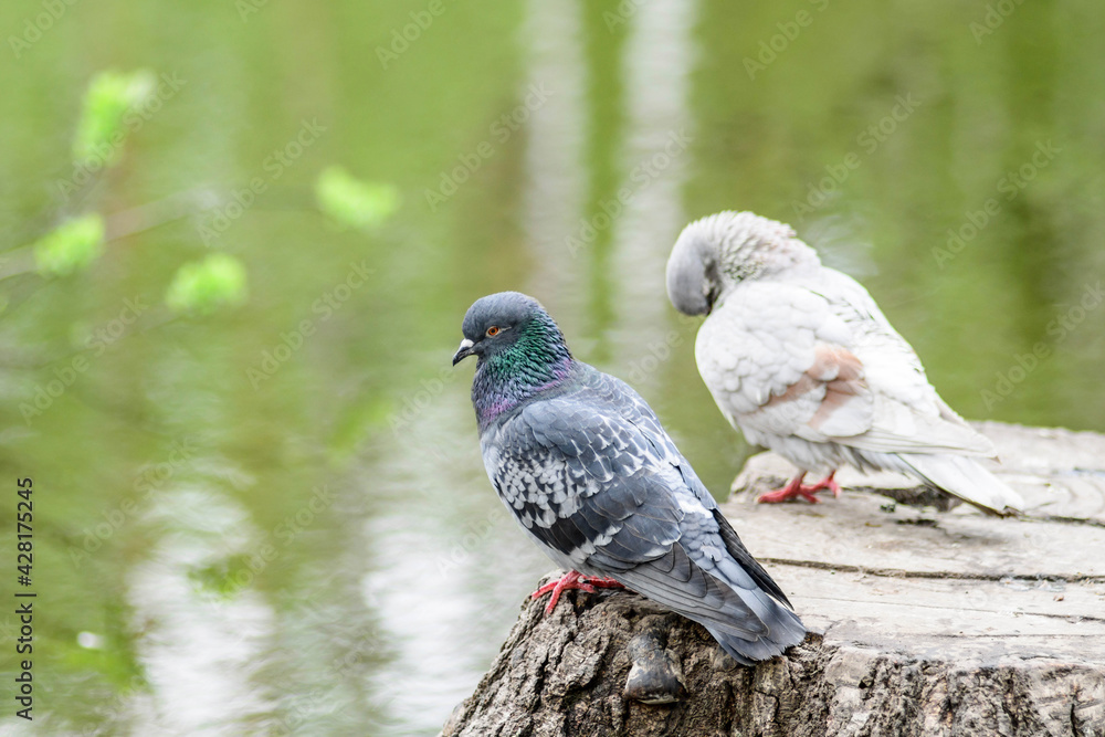 Obraz premium Rock pigeon (Columba livia). Two pigeons sit on the background of the lake, the green surface of the pond, a blue and white pigeon