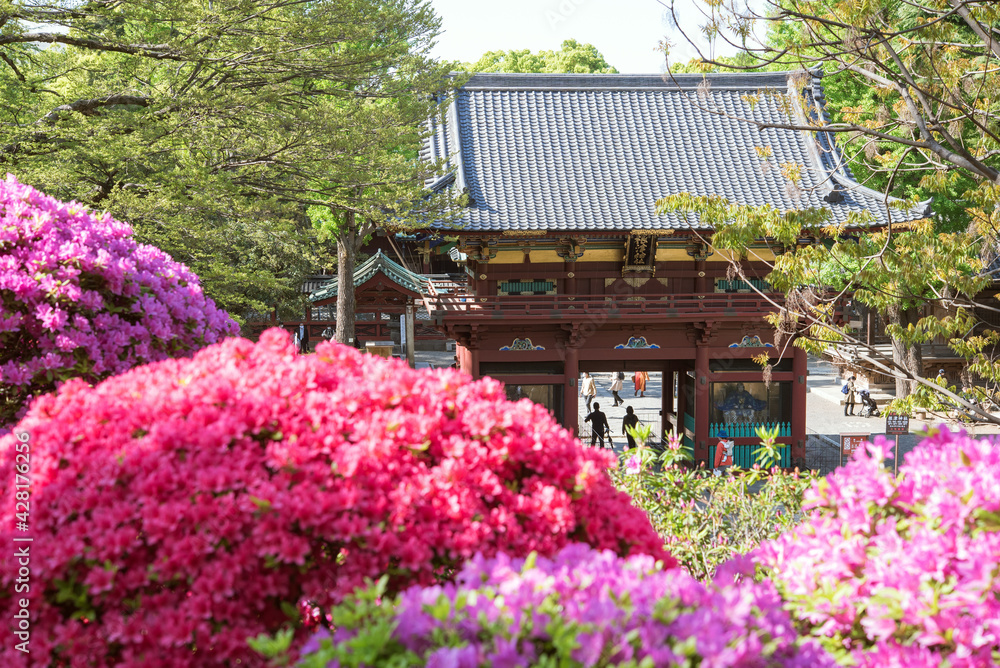Wooden gate and azalea flowers at Nezu Shrine in Tokyo, Japan 東京・根津神社の楼門とツツジの花 Wooden gate and azalea flowers at Nezu Shrine in Tokyo, Japan 東京・根津神社の楼門とツツジの花