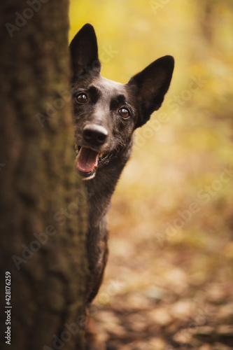 adorable dutch and belgian shepherd malinois mixed breed dog peeking out from behind a tree trunk in a forest in autumn