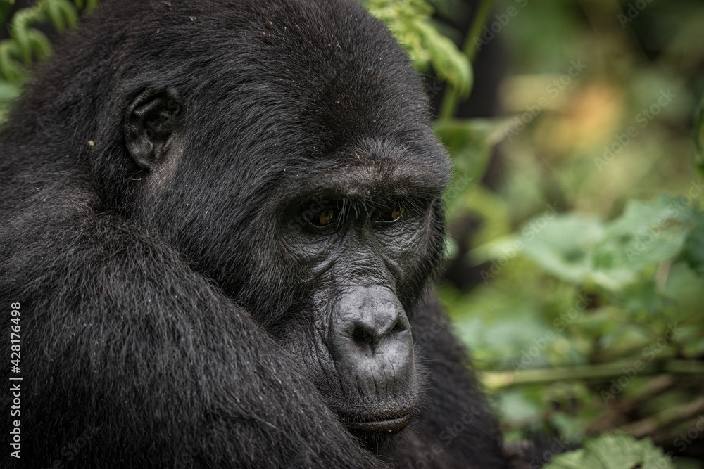 Gorilla family with silverback in Bwindi Impenetrable Forest, Uganda, Africa