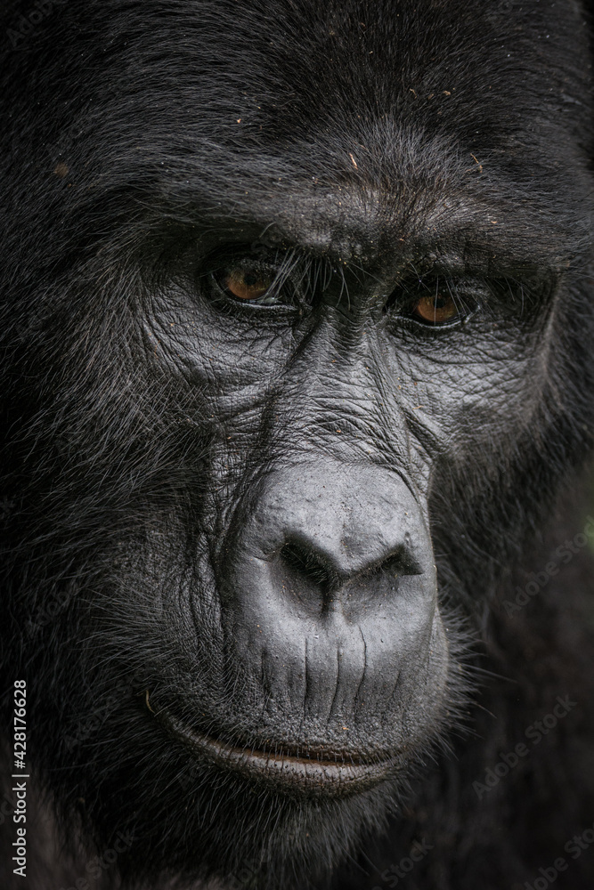 Fototapeta premium Gorilla family with silverback in Bwindi Impenetrable Forest, Uganda, Africa
