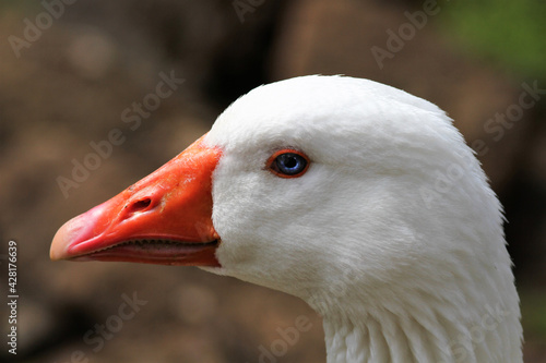 Detail of the head of a white goose, white plumage, orange beak and blue eyes