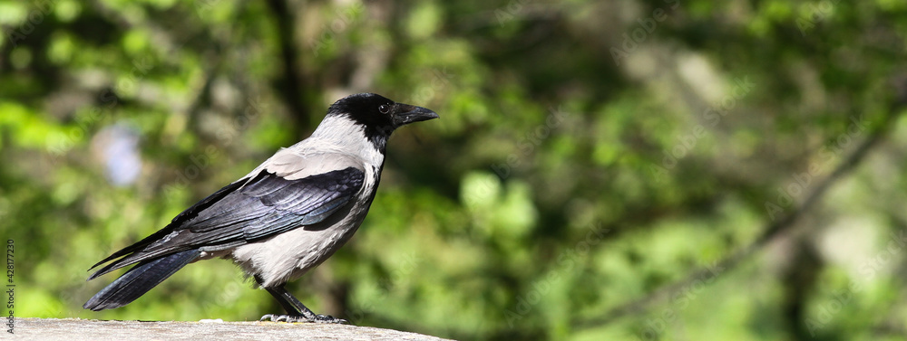Profile blackbird on marble wall with out of focus trees background Profile blackbird on marble wall with out of focus trees background