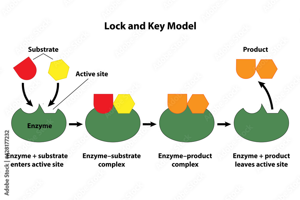 Catalysts And Enzymes Lock And Key Model. Substrate Reactants Enter ...