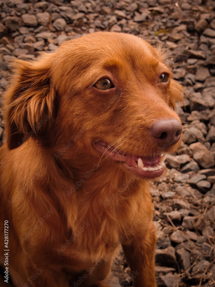 portrait of a golden retriever portrait of a golden retriever