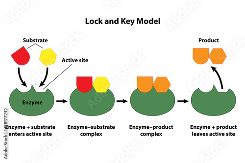 Catalysts and enzymes lock and key model. Substrate reactants enter active site of enzyme. Chemical reaction creates products.