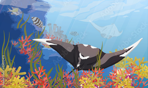 A giant oceanic manta ray swims near a tropical coral reef with algae and colorful tropical fish. Manta rays Mobula birostris. Realistic vector seascape
