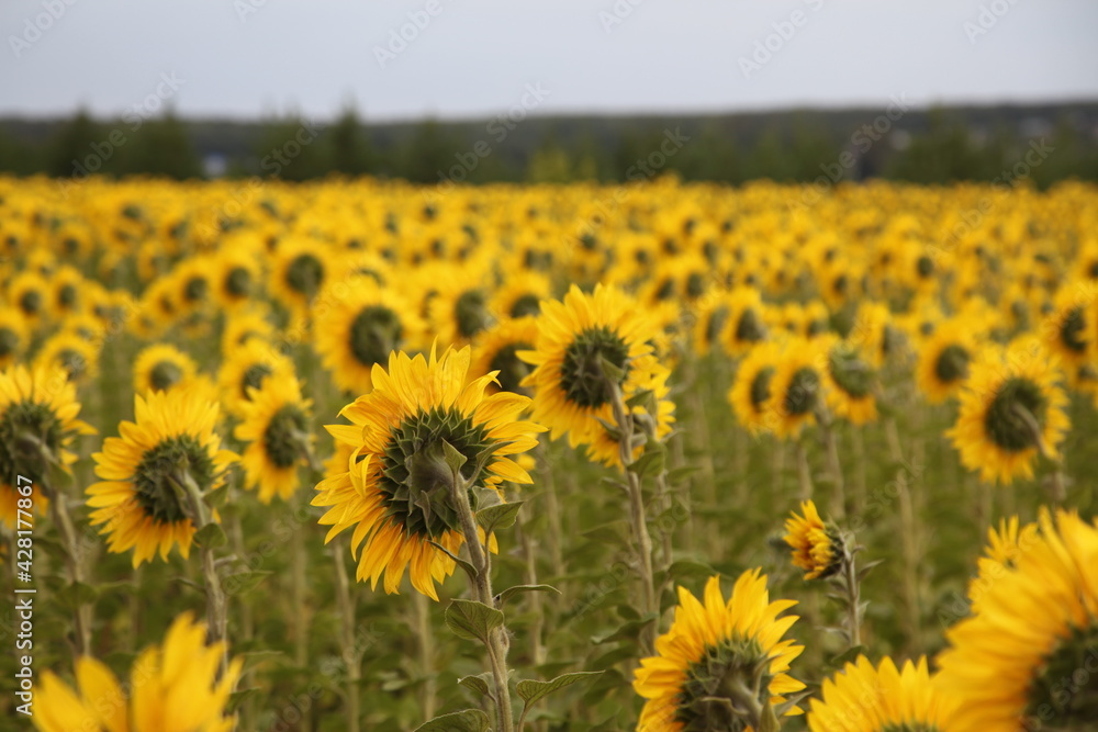 Field of Sun flowers in Mordovia