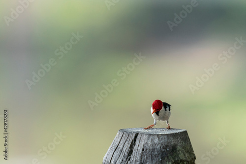 The Yellow-billed cardinal (Paroaria capitata) photo