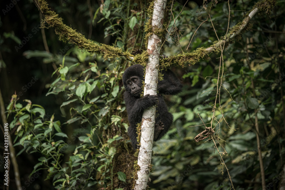 Gorilla family with silverback in Bwindi Impenetrable Forest, Uganda, Africa Gorilla family with silverback in Bwindi Impenetrable Forest, Uganda, Africa