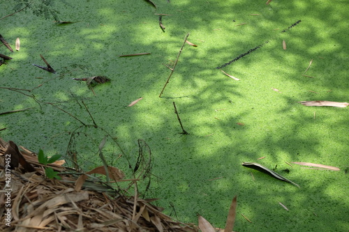 Duckweed in the pond under the shade of the tree in the farmer s garden.