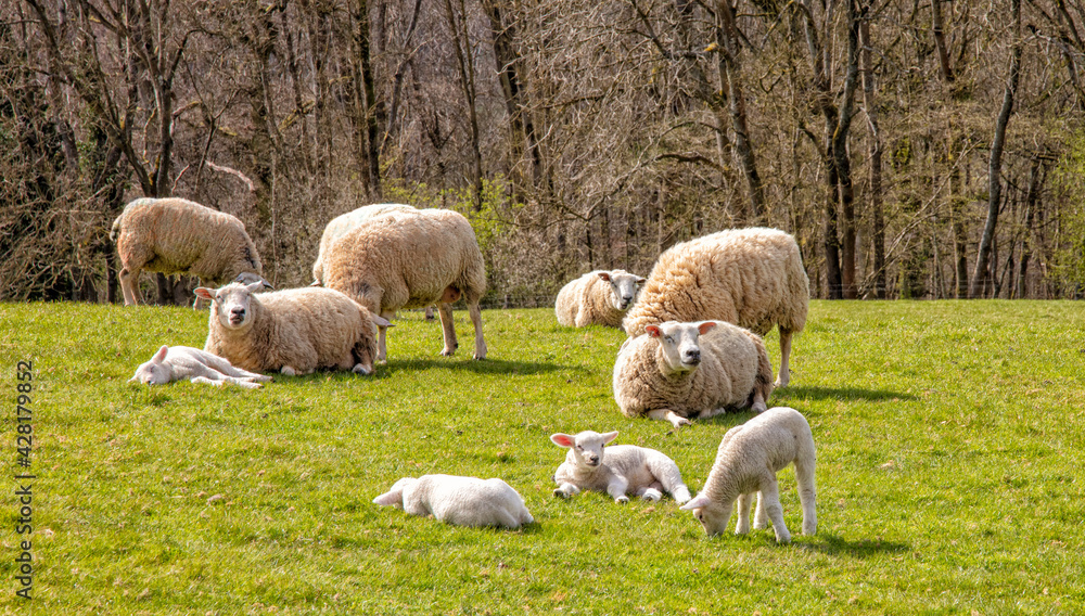 Group of sheep and lambs in spring sunshine, The Cotswolds, England, United Kingdom Group of sheep and lambs in spring sunshine, The Cotswolds, England, United Kingdom