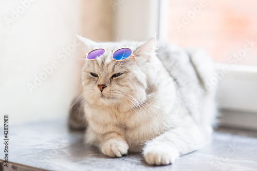 Fototapeta Naklejka Na Ścianę i Meble -  Beautiful cat of the Scottish breed in glasses.