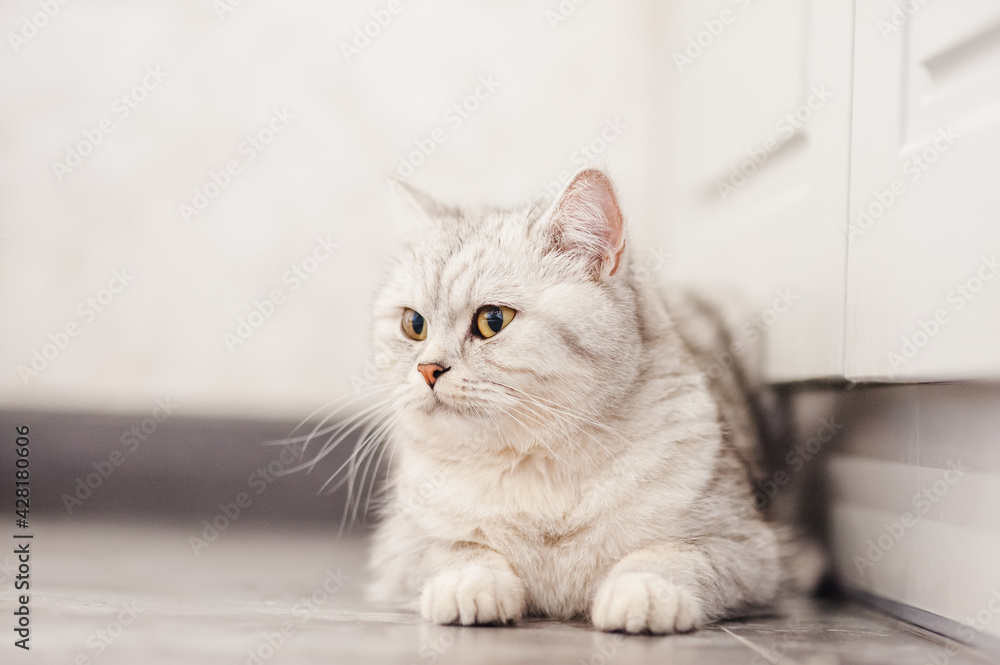 Funny gray pussy lying resting.Beautiful Scottish cat.