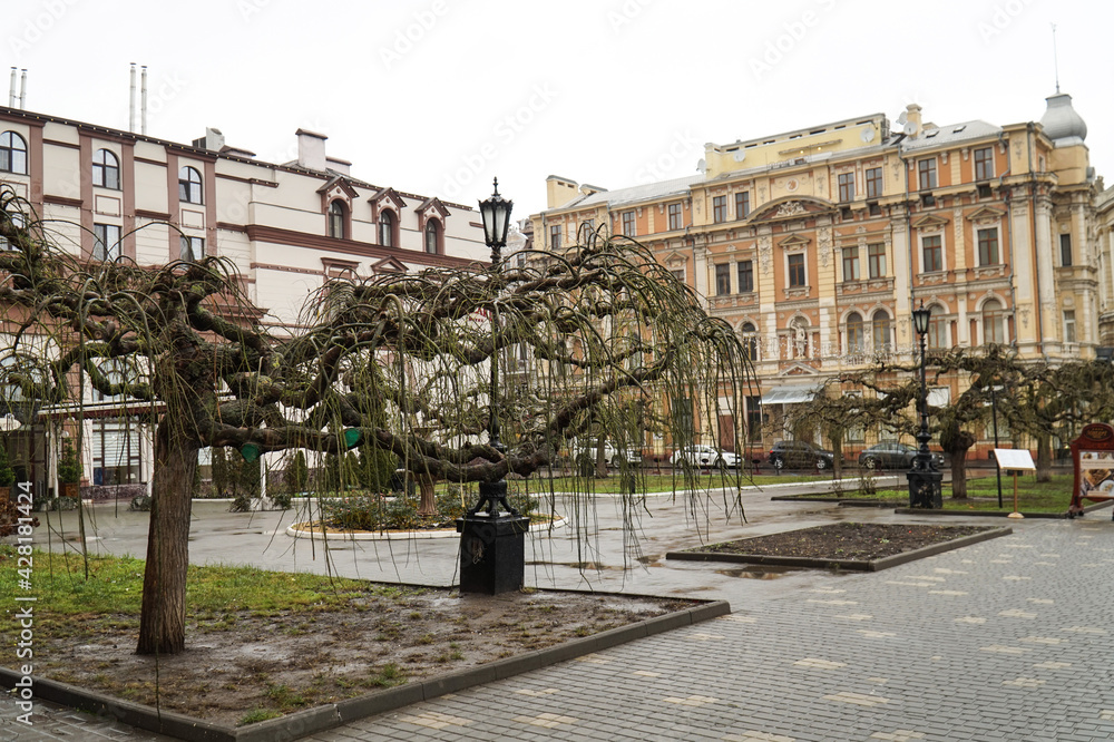 Unnecessary twisted trees in winter near the Opera House in Odessa