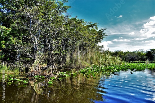 Everglades trees and bushes landscape with lillly pads on the foreground, river water on the middle-ground and dense vegetation on the background photo